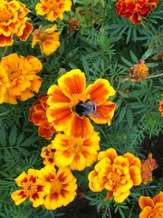 orange and yellow flowers