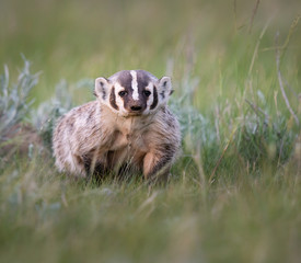 Badger in the wild