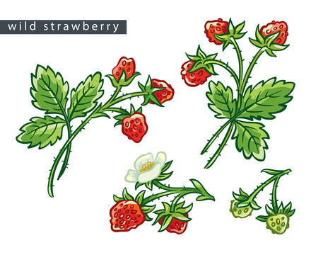 sketch_wild_strawberry_branch_set