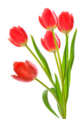 Red tulips on white isolated background