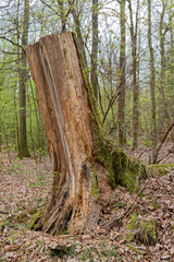 An old tree stump after a felled tree.