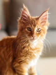 Maine coon młody kot © Jarek W