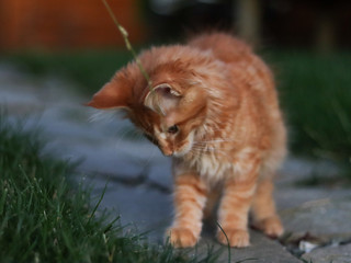 Maine coon kociak młody