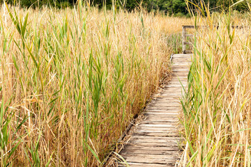 Invasive reed phragmites with a wooden boardwalk over a marsh.
