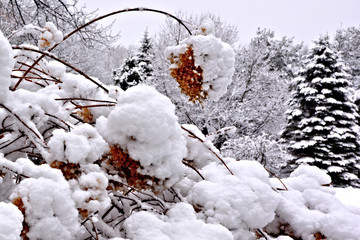 Lovely winter scene. Spent hydrangea blossoms and evergreen trees blanketed with fresh fallen snow.