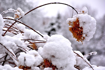 Winter scene of nature's handiwork. Closeup of spent hydrangea blossoms blanketed with coating of fresh snow.