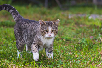 creeping serious  cat hunter  is scouting the territory  interest animal cute