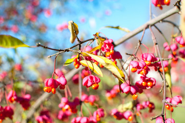 Beautiful colorful autumn wallpaper, pink autumn berries and leaves on the tree, on blue sky background