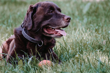 brown dog labrador in the grass for a walk  face  animal
