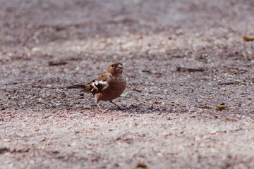 little bird looks questioningly   wildlife suspect   concept  vision lonely