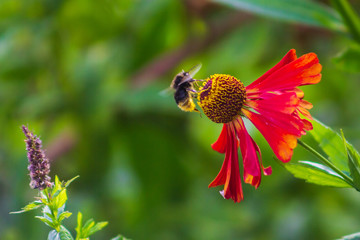 bee has landed and is sitting on a helenium flower in the garden nectar