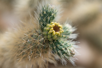 Close up of cactus flowers at Joshua Tree National Park