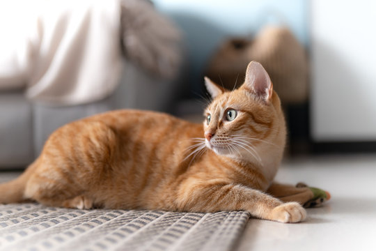  Gato atigrado de color marron con ojos verdes acostado sobre la alfombra, mira hacia atras