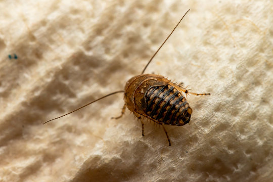 Nymphe einer Bernstein-Waldschabe, Ectobius vittiventris
