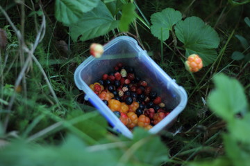 blueberries in the forest