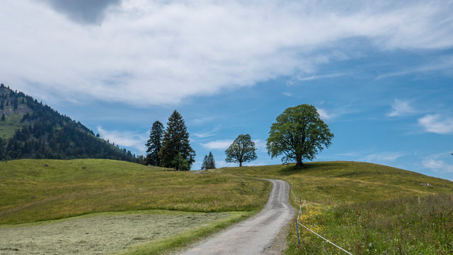 Weg durch Blumenwiese mit einzelnen B&auml;umen und blauen Himmel mit wei&szlig;en Wolken, Landschaftsaufnahme im Querformat, Panorama