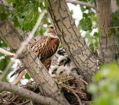 Red Tailed Hawk Nest