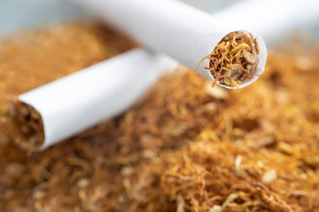 View of the cigarettes and tobacco. Tobacco use is a risk factor for many diseases, especially...