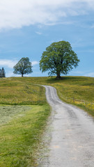 Weg durch Blumenwiese mit einzelnen Bäumen und blauen Himmel mit weißen Wolken, Landschaftsaufnahme im Hochformat