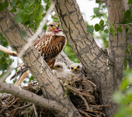 Red tailed hawk nest