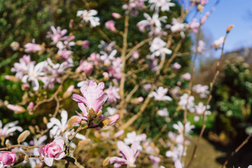 Pink Magnolia in the Spring