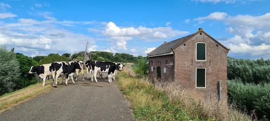 Cows walking on the dike.