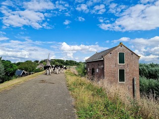 Cows walking on the dike.