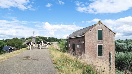 Cows walking on the dike.