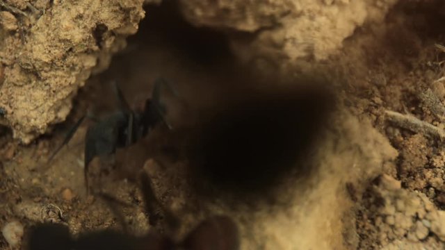 Video footage of ants moving by ant nest
