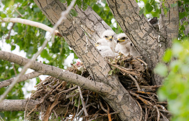 Red tailed hawk nest