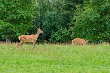 Fototapeta premium Family of deer grazing in a meadow with green grass. Deer eating in the forest. Wildlife concept 