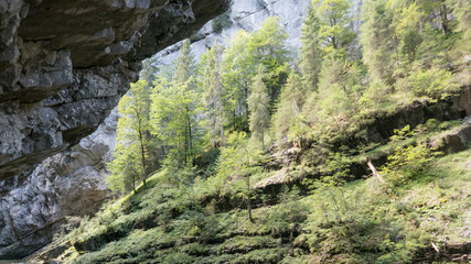 Berghang mit Bäumen in den Alpen