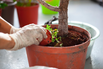 Girls are planting flowers in the garden, female hands are transplanting succulents into pots