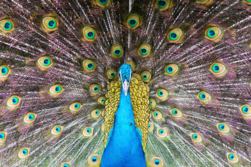 Indian blue peacock