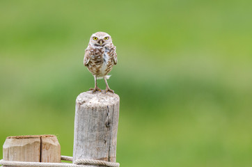Endangered burrowing owl