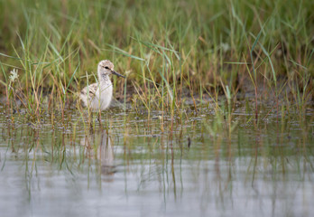 Avocet young in a marsh