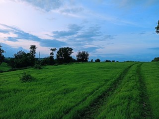 Obraz premium green field and blue sky