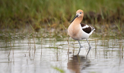 Avocet family in the spring