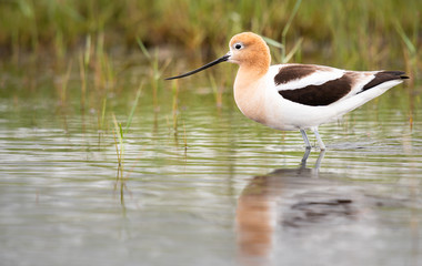 Avocet family in the spring