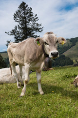 Fototapeta na wymiar stehende Kuh auf einer Wiese in den Alpen