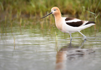 Avocet family in the spring