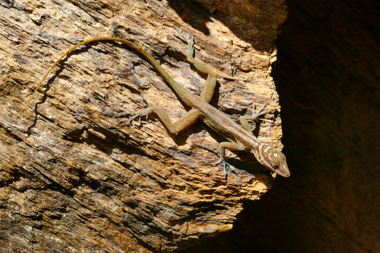 Lizard with a Long Tail Mimicking the Rock in Hanabanilla, Cuba