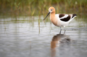 Avocet family in the spring