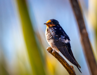 A welcome swallow perches near his nest in the Travis Wetlands, Christchurch, New Zealand