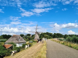 Cows walking on the dike.