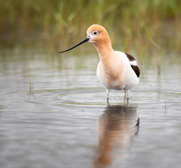 Avocet family in the spring