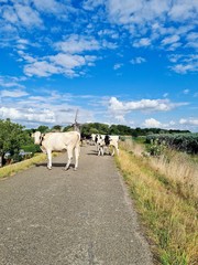 Cows walking on the dike.