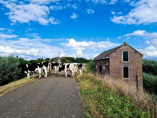 Cows walking on the dike.