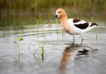 Avocet family in the spring