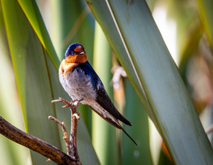 A welcome swallow perches near his nest in the Travis Wetlands, Christchurch, New Zealand